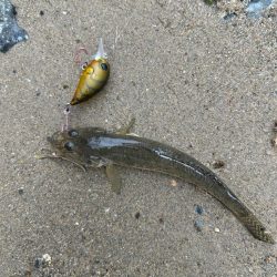 今日もやっぱりハゼクラ！