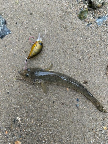 今日もやっぱりハゼクラ！