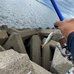 進撃のシロギスタ