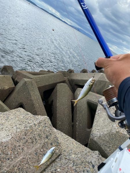 進撃のシロギスタ