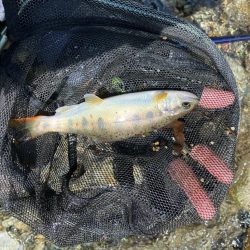 今シーズンラスト渓流 後編