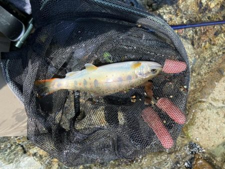 今シーズンラスト渓流 後編