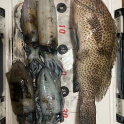 珍しくエギング