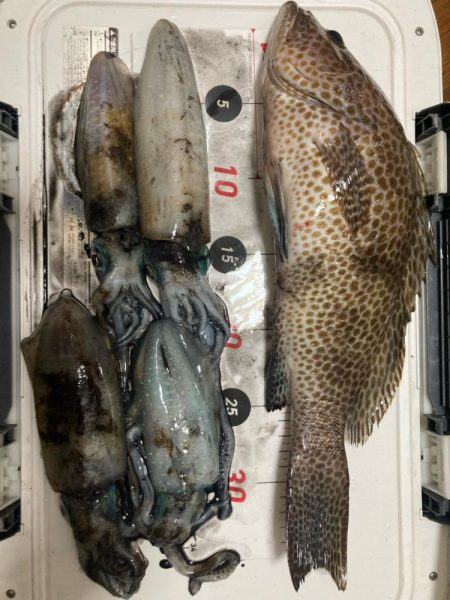 珍しくエギング