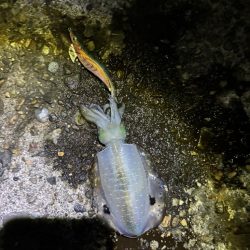 ナイトエギングです