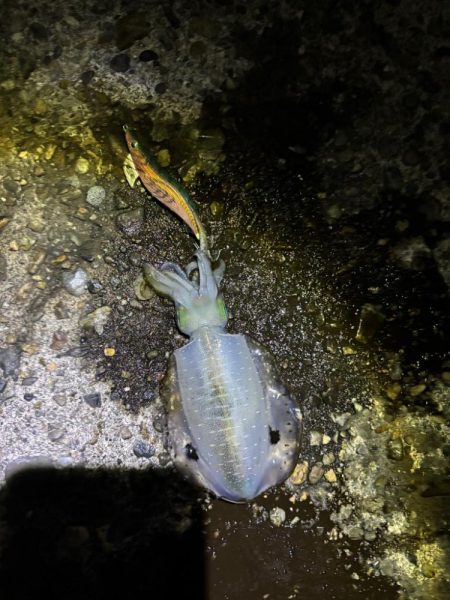 ナイトエギングです