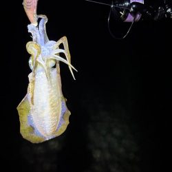 大阪秋エギング最盛期