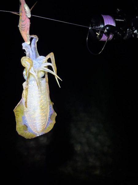 大阪秋エギング最盛期