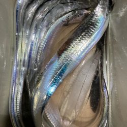 サヨリのちタチウオ