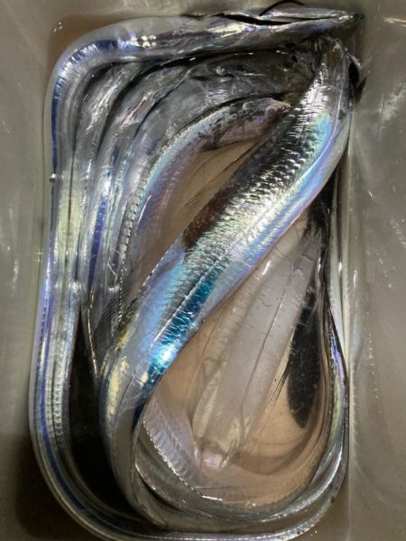 サヨリのちタチウオ