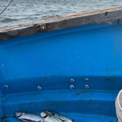 神戸沖無限サゴシ