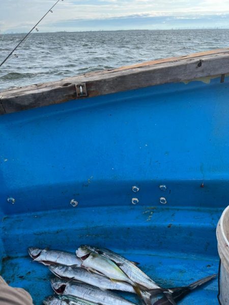 神戸沖無限サゴシ