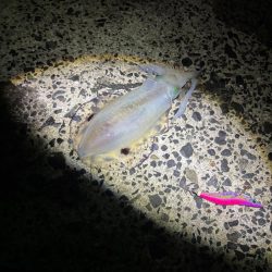 釣り人が多過ぎるエギング