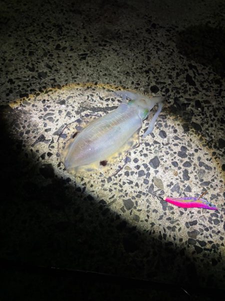 釣り人が多過ぎるエギング