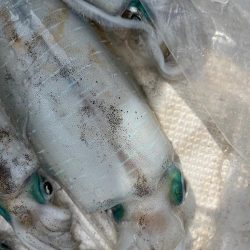 アオリイカを釣りに