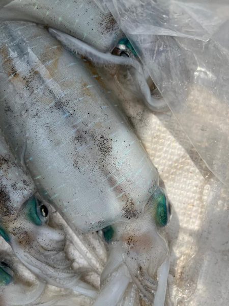 アオリイカを釣りに