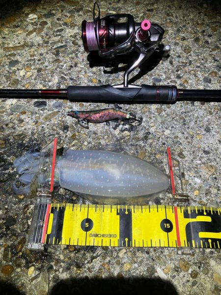 秋🦑連日連夜釣行…