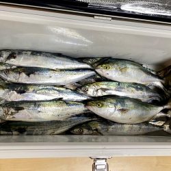 サゴシ入れ食い