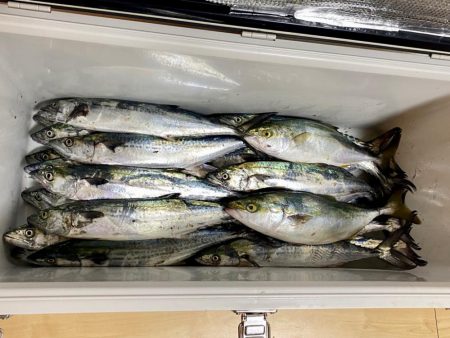 サゴシ入れ食い