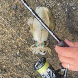 2025 佐渡ヶ島エギング Vol.13【9月20日】