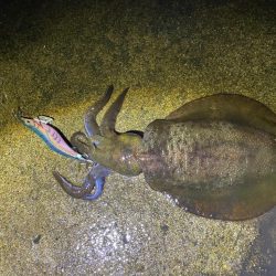 軍艦グリーンでアオリイカ