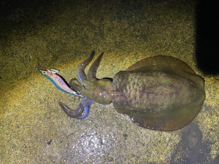 軍艦グリーンでアオリイカ