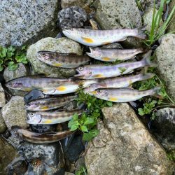 今シーズンラスト渓流