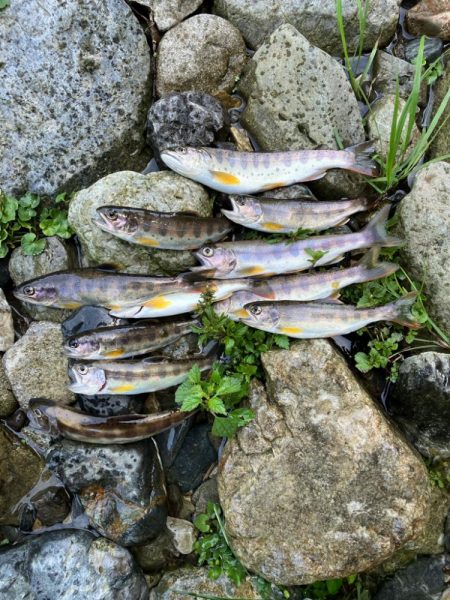 今シーズンラスト渓流