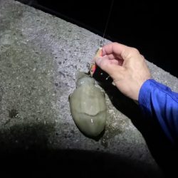 秋イカスタート