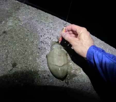 秋イカスタート