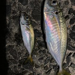 アオリとアジ