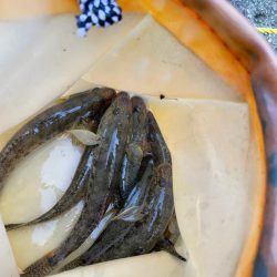 淀川ハゼ釣り大会2025