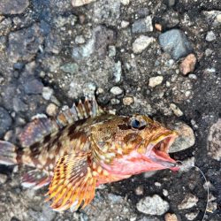 エギング、ロックフィッシュ釣行