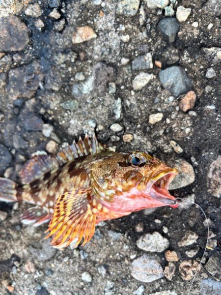 エギング、ロックフィッシュ釣行