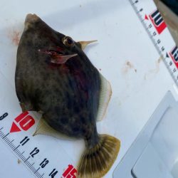 音速アワセのシロギスタ