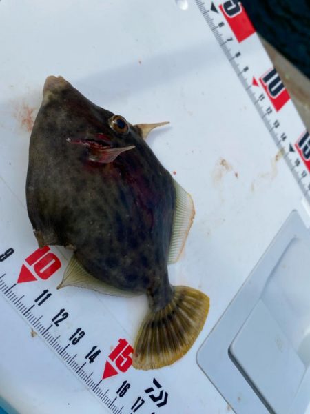 音速アワセのシロギスタ