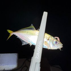 エギンガー満員御礼