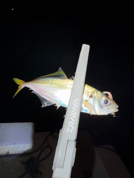 エギンガー満員御礼