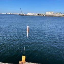 サヨリと、イワシ