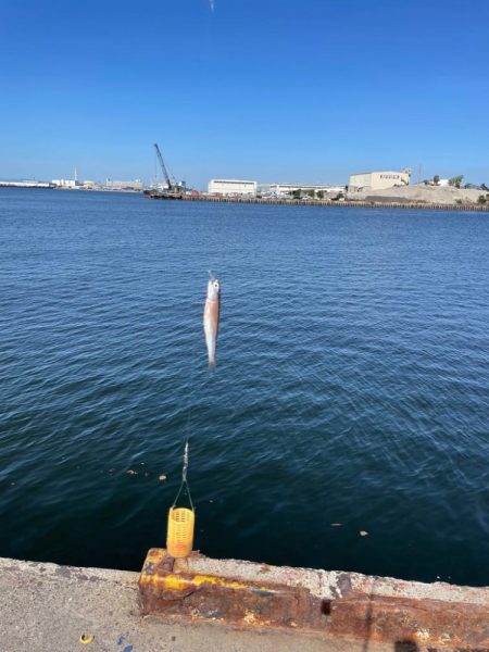 サヨリと、イワシ