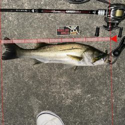 初ジョイクロ70フィッシュ!