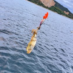 アオリイカ/ティップラン