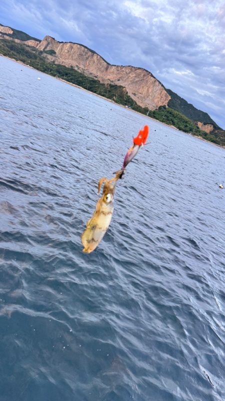 アオリイカ/ティップラン