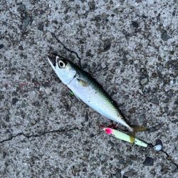 ジグサビキ　30