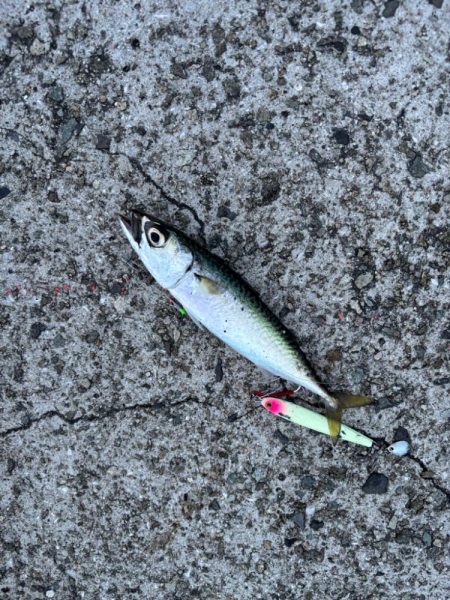 ジグサビキ　30