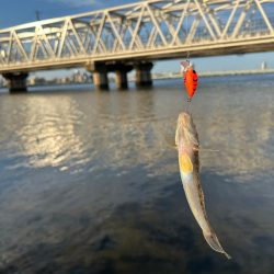 ハゼもそろそろ⁉︎