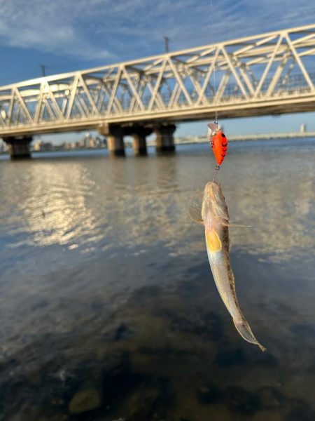 ハゼもそろそろ⁉︎