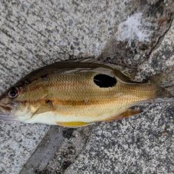 エビ撒き🦐でグレ釣れました