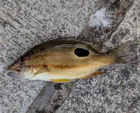 エビ撒き🦐でグレ釣れました