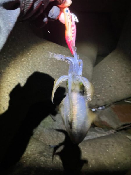 秋🦑楽しい ②